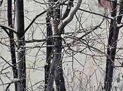 Travers Arbres Sosnowiec Pologne