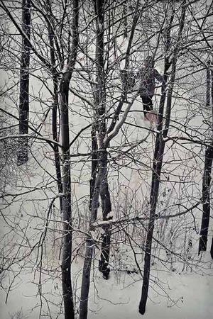 A_Travers_les_Arbres_Daaram