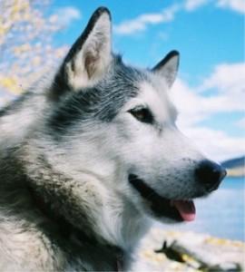 Une centaine de huskys massacrés à Vancouver