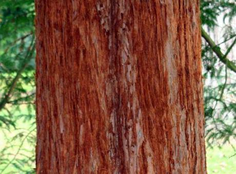 Les séquoias nature