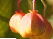 Euonymus myrianthus wilsonii