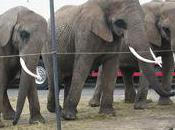 pays traditions connes cruelles sont fierté nationale