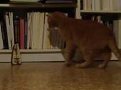 Chat métronome retour