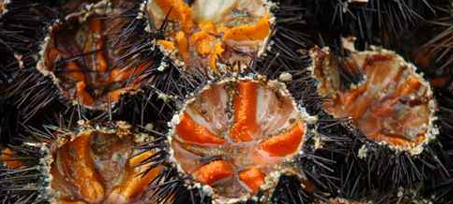 oursins Sortie en famille: Les oursinades