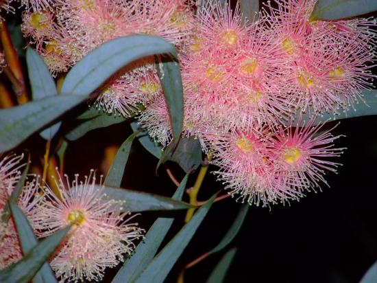 Fleur d'eucalyptus - Les différentes espèces d'eucalyptus fleurissent les unes après les autres offrant aux abeilles de quoi se nourrir et faire du miel durant plusieurs mois. la floraison de cette espèce à cette époque de l'année est bienvenue( il fait froid en Tunisie maintenant ).