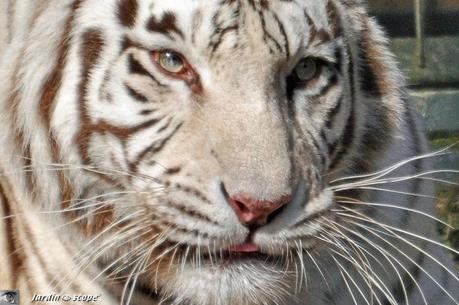 Portrait de Tigre blanc