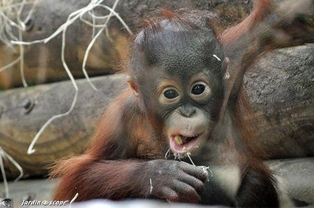Bébé Orang outan