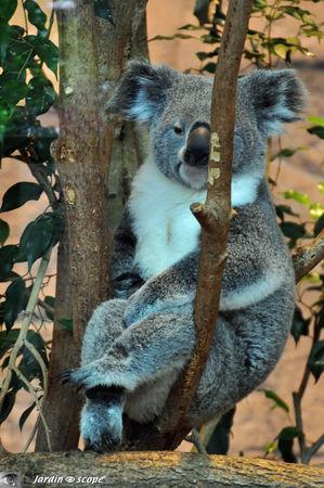 Koala du Queensland