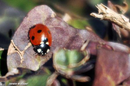 Coccinelle_2