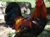 Couic, (une histoire triste)