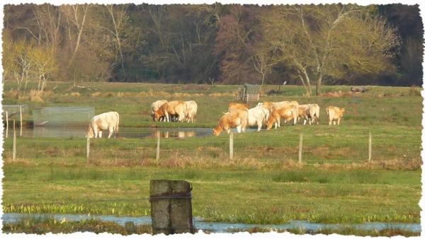 Et au milieu coule une jalle [1]