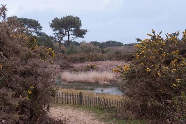Dédée  pour les intimes?
