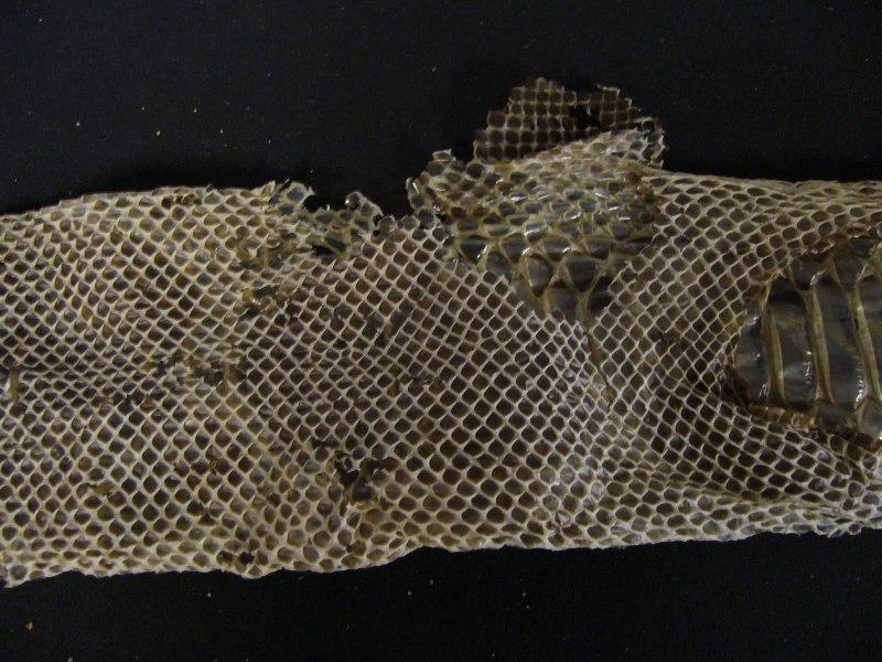 A la façon du serpent (Bernard Montini)