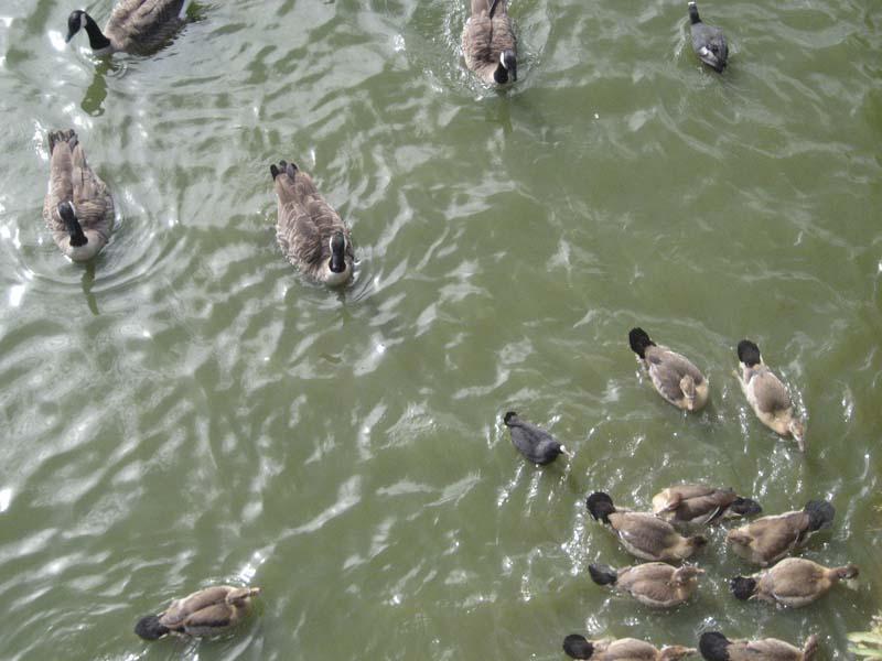 Accoudé à la rambarde métallique (Bernard Montini)