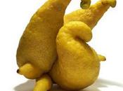 Fruits légumes folies