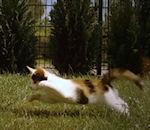 chaton slowmotion
