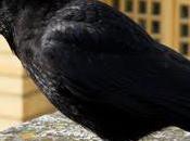 corbeau devant cour Versailles