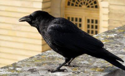 Un « corbeau » devant la cour de Versailles