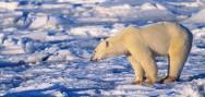 Polar Bear Watching Ice