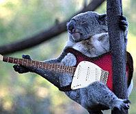 guitare-koala.jpg