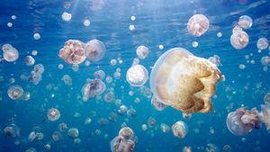 great_migrations_jellyfish