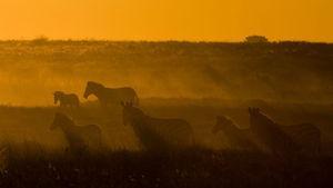 Great Migrations, une fresque épique aux quatre coins de la planète great_migrations_zebras