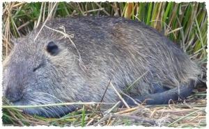 Et au milieu coule une jalle [2]