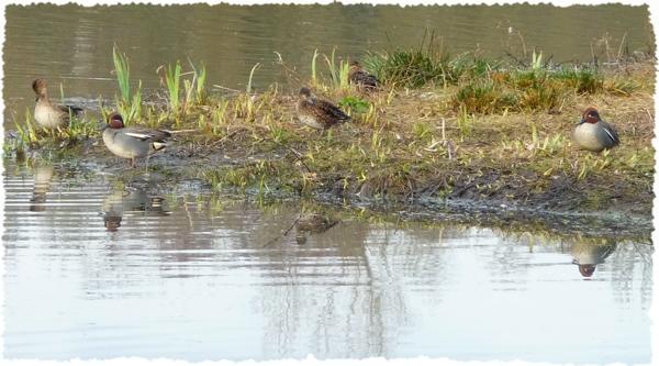 Et au milieu coule une jalle [2]