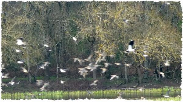 Et au milieu coule une jalle [2]