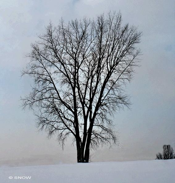 Arbre-Snow-copie.gif