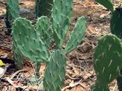 Wikipédia CArRA(m)BA