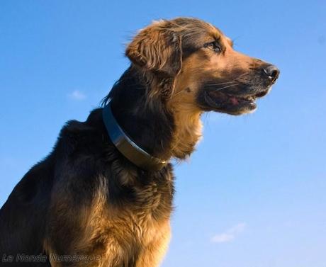 Geodog, le collier GPS pour ne plus perdre son chien