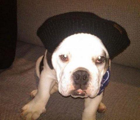 Joe Jonas ... Son nouveau chien est très stylé (photo)