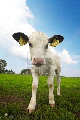 vache