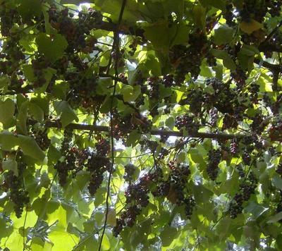 Raisins de Roumanie. Photo (c) Adriana Trifan