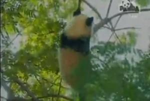 Linping un panda star d’une émission de télé-réalité