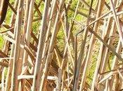 Joëlle CAZE (France).