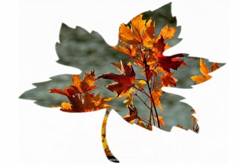 Deux feuilles d’automne (Abbas Kiarostami)