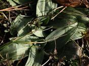 Rosettes d’orchidées plateau Domgermain