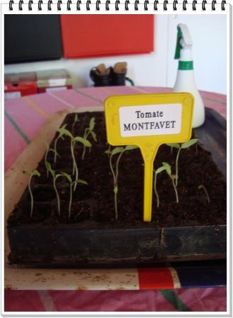 11 février 2011, les semis de tomates de Roger