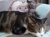 février 2011, Pirate nounours....