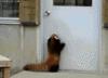 La chanson du panda roux sautillant (Red panda hop) 2 videos