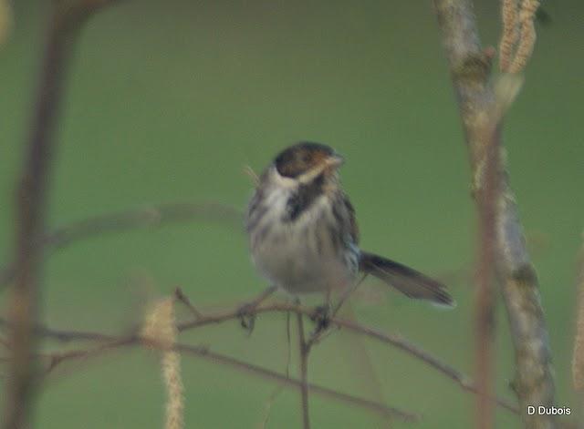 Quesl est cet oiseau ?
