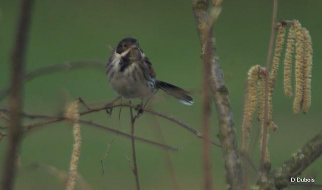 Quesl est cet oiseau ?