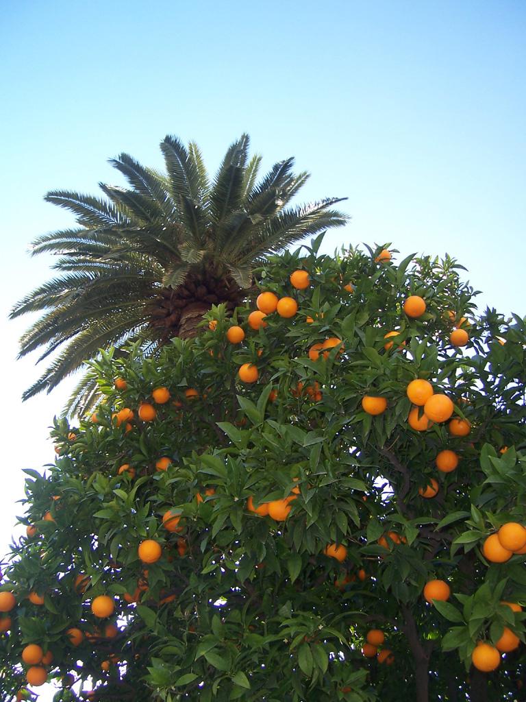 Polyphonie de citrons et d’oranges (Eugenio Montale)