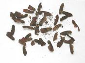 Acer griseum nikoense