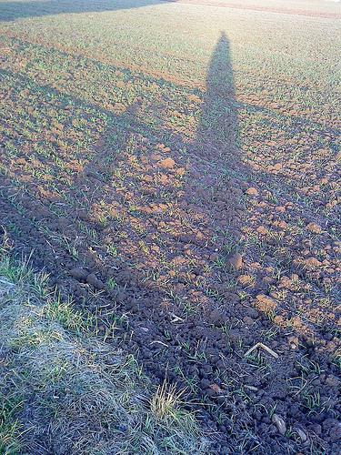 Ombres dans les champs / Shadows in the Fields