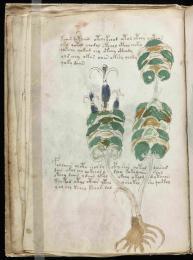 Le Manuscrit de Voynich, plus étrange livre au monde, enfin daté