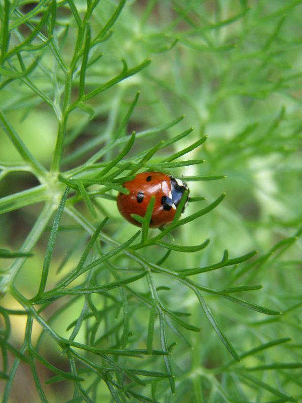 Devenir soi-même petit (Jean-Marie-Gustave Le Clézio)