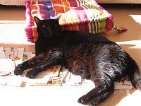 Soupe aux courgettes à l'indienne